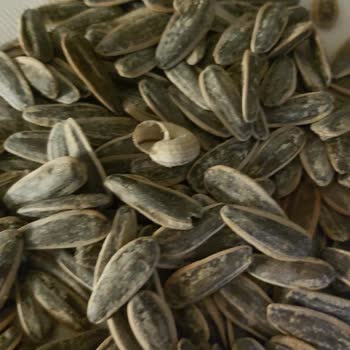 Hijyen Sorunu: Kuruyemişte Salyangoz Şoku