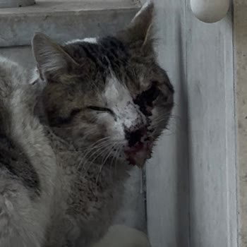 Antalya Belediyesi Hayvan Ambulansı Hizmetinde Yetersizlik Ve Koordinasyon Eksikliği