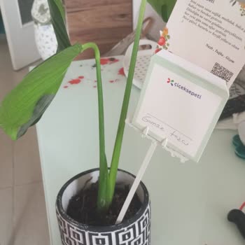 Çiçek Sepeti'nde Hayal Kırıklığı: Bozuk Ürün Ve Yetersiz Müşteri Hizmeti