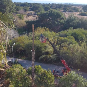 Antalya Muratpaşa Belediyesi Ağaç Kesimi Şikayeti