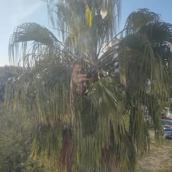 Antalya Muratpaşa Belediyesi Ağaç Kesimi Şikayeti