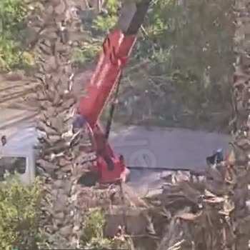 Antalya Muratpaşa Belediyesi Ağaç Kesimi