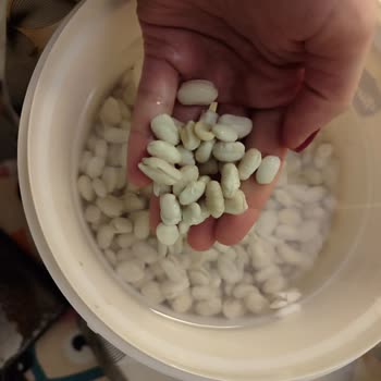 Hasata Markasının Kuru Fasulyeleri Bekleneni Vermedi