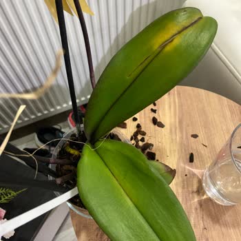 Çiçek Sepeti Hayal Kırıklığına Uğratan Doğum Günü Orkidesi