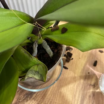 Çiçek Sepeti Hayal Kırıklığına Uğratan Doğum Günü Orkidesi