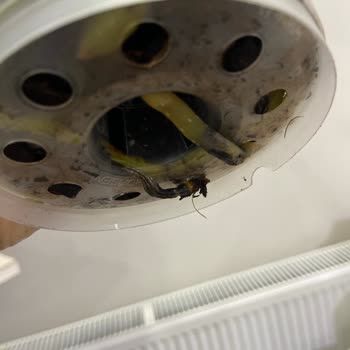 Çiçek Sepeti Hayal Kırıklığına Uğratan Doğum Günü Orkidesi