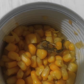 Konserve Mısırdan Çıkan Kuş Tüyü Şoku