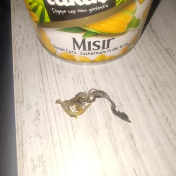 Konserve Mısırdan Çıkan Kuş Tüyü Şoku