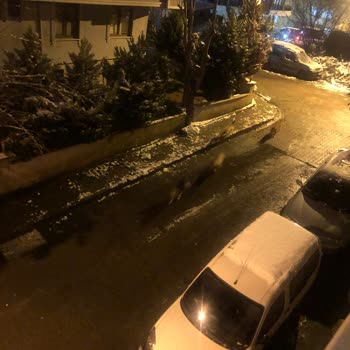 Başıboş Köpekler Tehlike Saçıyor