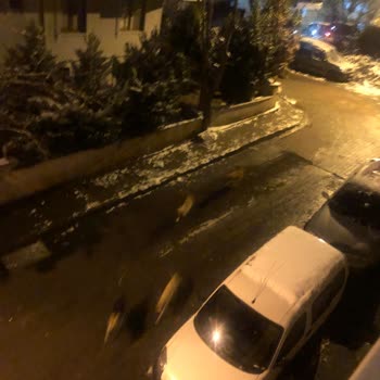 Başıboş Köpekler Tehlike Saçıyor