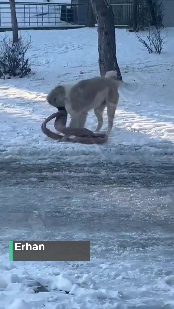 Beytepe Kampüsü Köpek Sorunu! videonun kapak resmi