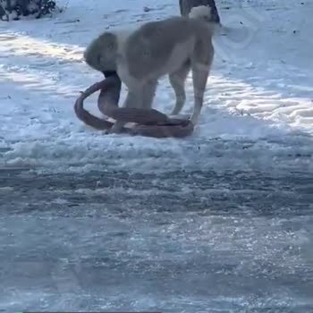Beytepe Kampüsü Köpek Sorunu!