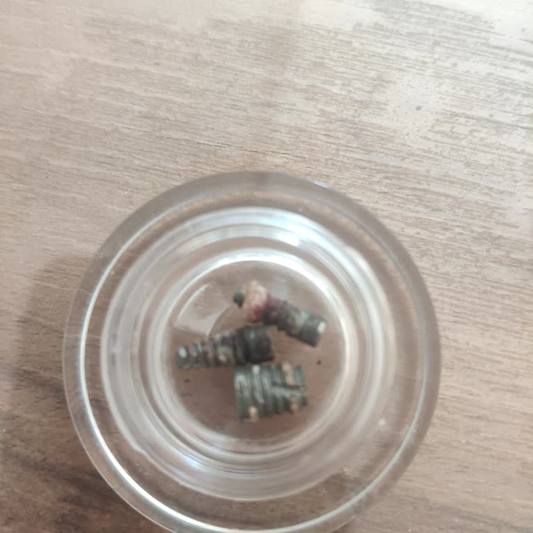 Biohorizons İmplant Garanti Sorunu Ve Müşteri Hizmetleri Engeli