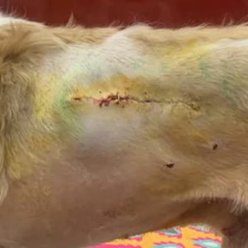 Ayna Veteriner Kliniği (Adana) Köpeğimin Canını Çok Yaktı