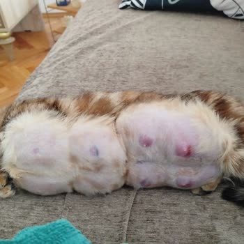 İlkevet Veteriner İğne Sonucu Perişanız