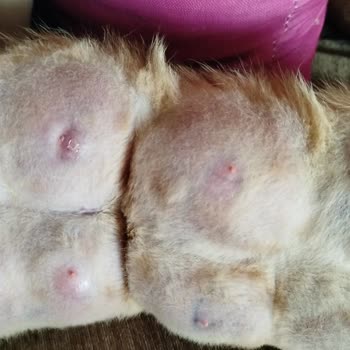 İlkevet Veteriner İğne Sonucu Perişanız