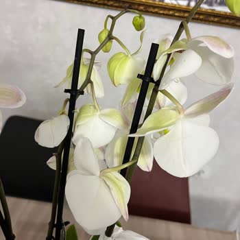 Solmuş Orkide Ve Yetersiz Müşteri Hizmeti