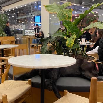 Espressolab'ta Hijyen Sorunu Ve İlgisizlik