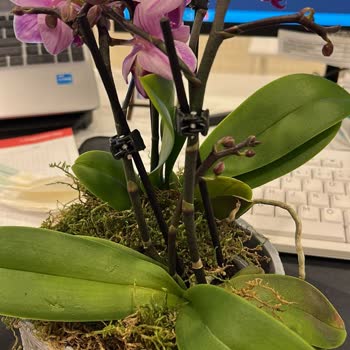 Sevgililer Günü'nde Hayal Kırıklığı: Özensiz Orkide Teslimatı