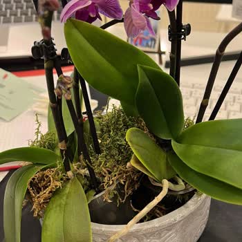 Sevgililer Günü'nde Hayal Kırıklığı: Özensiz Orkide Teslimatı