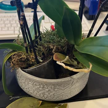 Sevgililer Günü'nde Hayal Kırıklığı: Özensiz Orkide Teslimatı