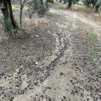 Zeytin Hasar Raporu Haksız Reddedildi