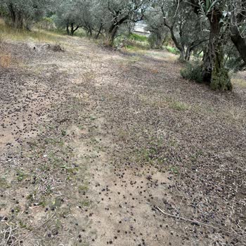 Zeytin Hasar Raporu Haksız Reddedildi