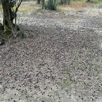 Zeytin Hasar Raporu Haksız Reddedildi