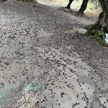 Zeytin Hasar Raporu Haksız Reddedildi