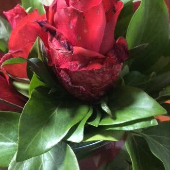 Çiçek Sepeti Sorunum Çözüme Ulaşmadı