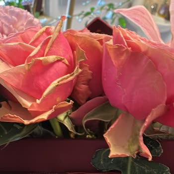 Yanlış Ve Solmuş Çiçek Teslimatı