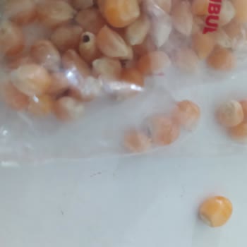 Kurtlu Hurma Ve Küflü Mısır: Sağlığımız Tehlikede!