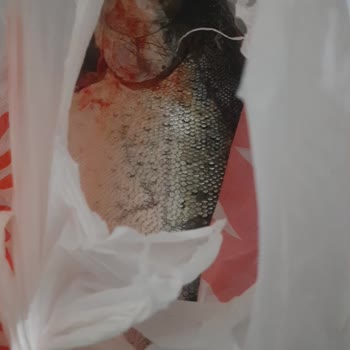 Migros'tan Gelen Temizlenmemiş Somon Balığı Şoku