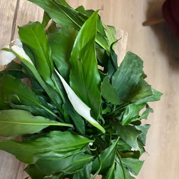 Özensiz Çiçek Siparişi Hayal Kırıklığı Yarattı