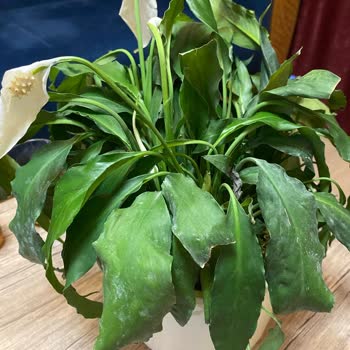 Özensiz Çiçek Siparişi Hayal Kırıklığı Yarattı