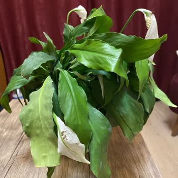 Özensiz Çiçek Siparişi Hayal Kırıklığı Yarattı