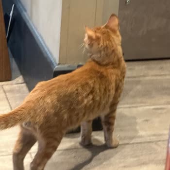 Cafe'de Hijyen Sorunu: Masalarda Dolaşan Kediler