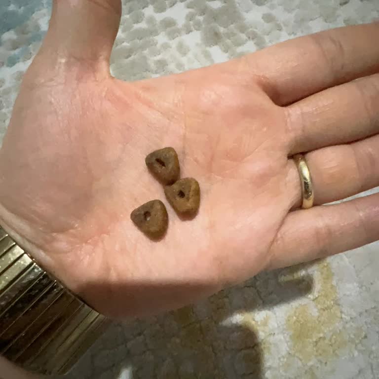 Felicia Mama Kedimin Sağlığını Tehdit Ediyor