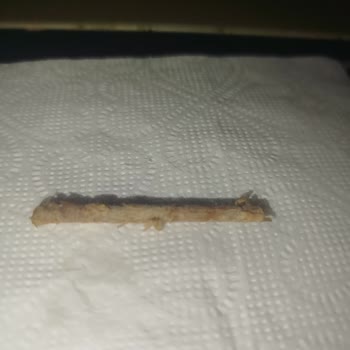 Uzman Kasap Etinde Hijyen Skandalı