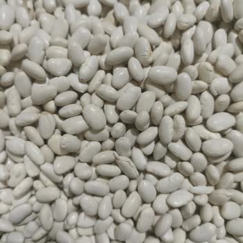 Duru Kuru Fasulyede Kalite Düşüşü Ve Kırık Fasulyeler