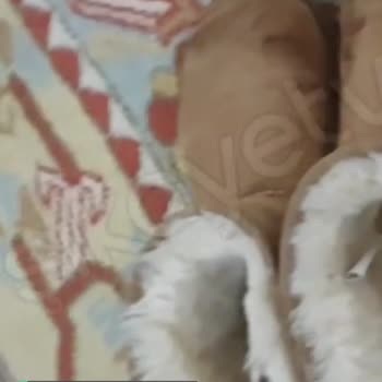 Sneaks Up Ugg Botlarım 4. Aydaki Deformasyon İadesi!