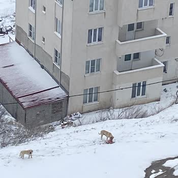 Tehlikeli Köpekler: Mahallede Güvenlik Endişesi