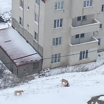 Tehlikeli Köpekler: Mahallede Güvenlik Endişesi