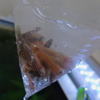 Ölü Canlılar Ve Hayal Kırıklığı