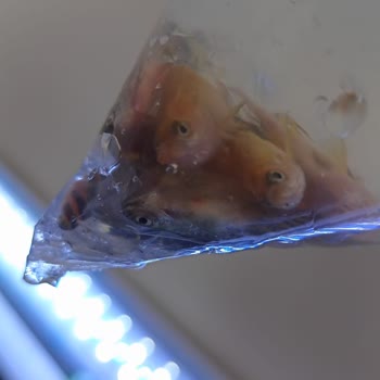 Ölü Canlılar Ve Hayal Kırıklığı