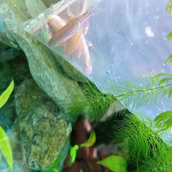 Ölü Canlılar Ve Hayal Kırıklığı