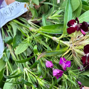 Solmuş Çiçeklerle Gelen Hayal Kırıklığı