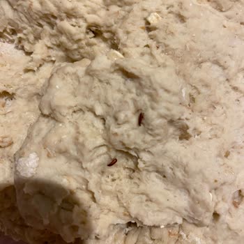 Ekmek Karışımında Böcek Şoku