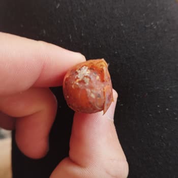 Çürük Ve Kirli Hurma Skandalı