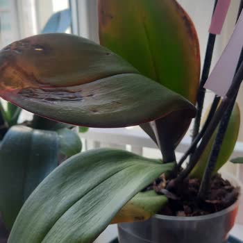 Çiçek Sepeti'nden Gelen Hayal Kırıklığı: Solan Orkideler